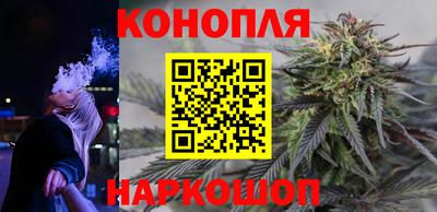 сатива Гай